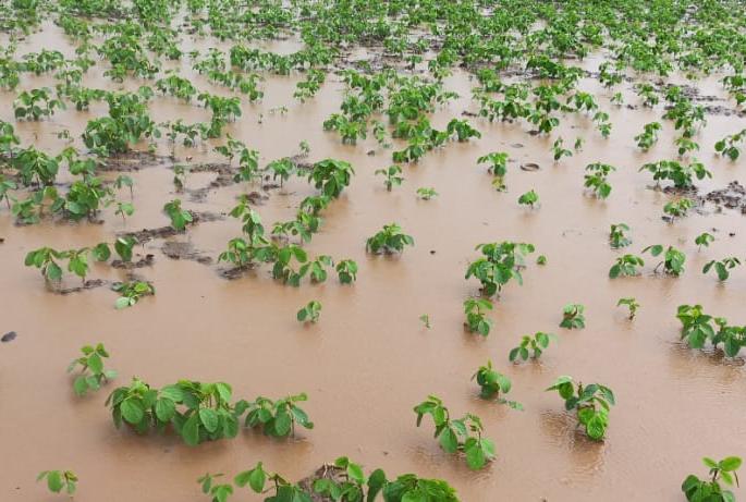 Presence of rain in Niphad taluka | निफाड तालुक्यात पावसाची हजेरी