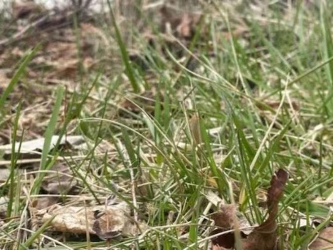 Optical Illusion : Can you spot snake lurking in grass, optical-illusion-challenge | Optical Illusion : भलेभले या फोटोतील साप शोधून झाले घामाघूम, तुम्हीही ट्राय करा! Optical Illusion : Can you spot snake lurking in grass, optical-illusion-challenge | Optical Illusion : भलेभले या फोटोतील साप शोधून झाले घामाघूम, तुम्हीही ट्राय करा!