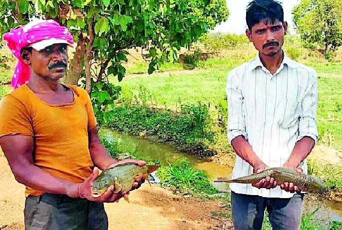 Half of acre is produced from fishery farming | अर्धा एकर मत्स्य शेतीतून घेतले लाखाचे उत्पन्न Half of acre is produced from fishery farming | अर्धा एकर मत्स्य शेतीतून घेतले लाखाचे उत्पन्न