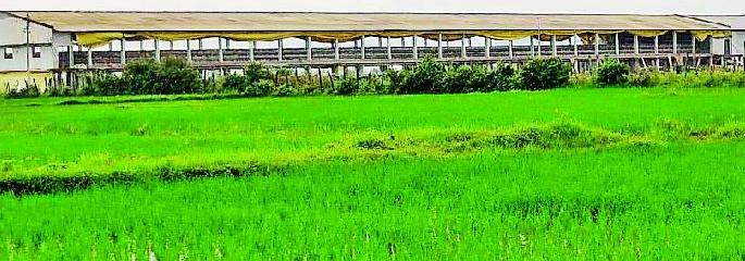 Eventually the poultry plant in the Kambalpetha will be removed | अखेर कंबलपेठातील कुक्कुटपालन केंद्र हटणार