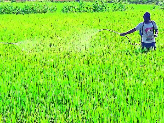 Disease and pest pest attack | रोग व किडीमुळे धानपीक संकटात Disease and pest pest attack | रोग व किडीमुळे धानपीक संकटात