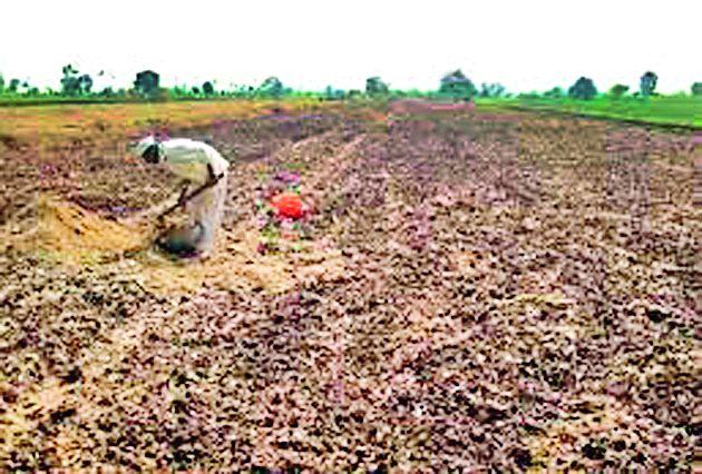 The soil nutrients disappeared | जमिनीतील पोषक तत्त्वे गायब