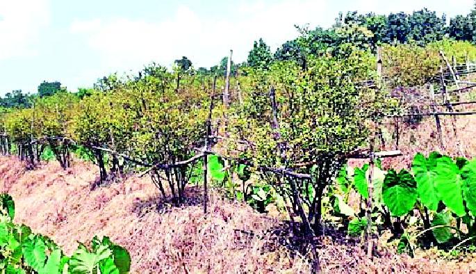 Horticultural farming in eight acres | आठ एकरात बागायती शेती