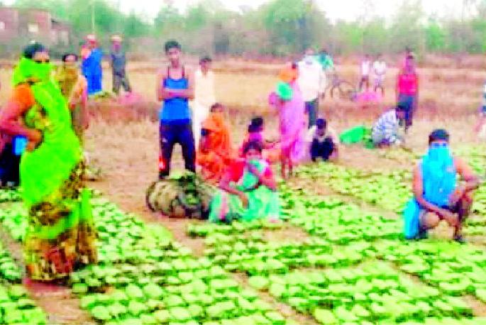 Commencement of tendu leaf collection by keeping physical dissection | फिजिकल डिस्टसिंग ठेवून तेंदूपत्ता संकलनाचे कार्य सुरू Commencement of tendu leaf collection by keeping physical dissection | फिजिकल डिस्टसिंग ठेवून तेंदूपत्ता संकलनाचे कार्य सुरू