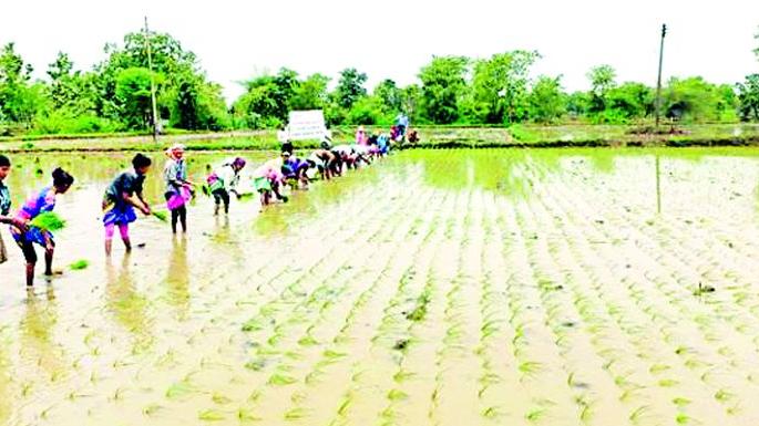 Organic rice cultivation in Tiroda taluka | तिरोडा तालुक्यात सेंद्रिय भात लागवड Organic rice cultivation in Tiroda taluka | तिरोडा तालुक्यात सेंद्रिय भात लागवड