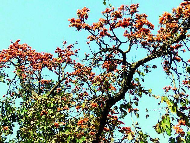 Grassroots Floral garden in rural areas | ग्रामीण भागात फुलली पळस फुलांची बाग Grassroots Floral garden in rural areas | ग्रामीण भागात फुलली पळस फुलांची बाग