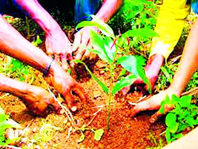 Agencies have started tree plantations | एजंसीच्या माध्यमातून सुरू आहे वृक्षलागवड Agencies have started tree plantations | एजंसीच्या माध्यमातून सुरू आहे वृक्षलागवड
