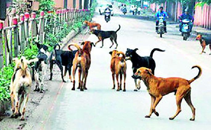No interest on dogs and pigs | कुत्रे व डुकरांच्या निविदेत ‘नो इंटरेस्ट’ No interest on dogs and pigs | कुत्रे व डुकरांच्या निविदेत ‘नो इंटरेस्ट’