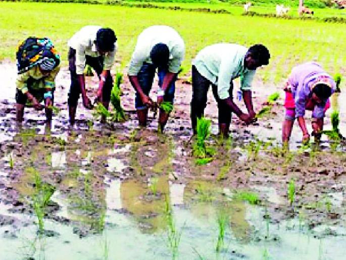 Rojna has received a rains in the rain | पावसाच्या हजेरीने रोवणीला आला वेग Rojna has received a rains in the rain | पावसाच्या हजेरीने रोवणीला आला वेग