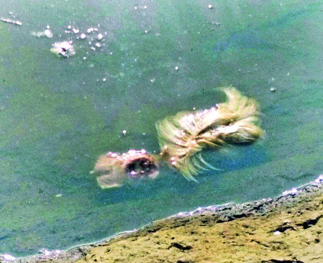 Remains of dead chickens and birds in the water of the river Wagh | वाघ नदीच्या पात्रात मृत कोंबड्या-बकºयांचे अवशेष Remains of dead chickens and birds in the water of the river Wagh | वाघ नदीच्या पात्रात मृत कोंबड्या-बकºयांचे अवशेष