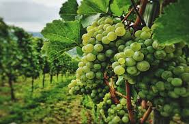 Two and a half lakhs to the farmer of Vinchur | विंचूरच्या शेतकऱ्याला अडीच लाखांना गंडा Two and a half lakhs to the farmer of Vinchur | विंचूरच्या शेतकऱ्याला अडीच लाखांना गंडा