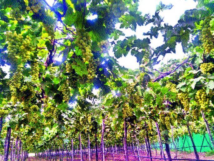 Grape, onion danger | द्राक्ष, कांद्याला धोका