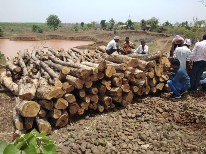 Seven lakhs of seized gold | जप्त सागवान सात लाखांचे  Seven lakhs of seized gold | जप्त सागवान सात लाखांचे