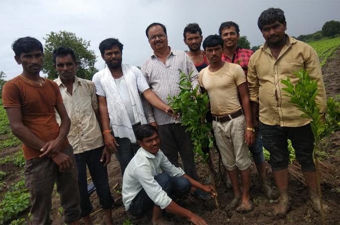 Planting of fruit trees from the Agriculture Department | कृषी विभागाकडून फळझाडांची लागवड