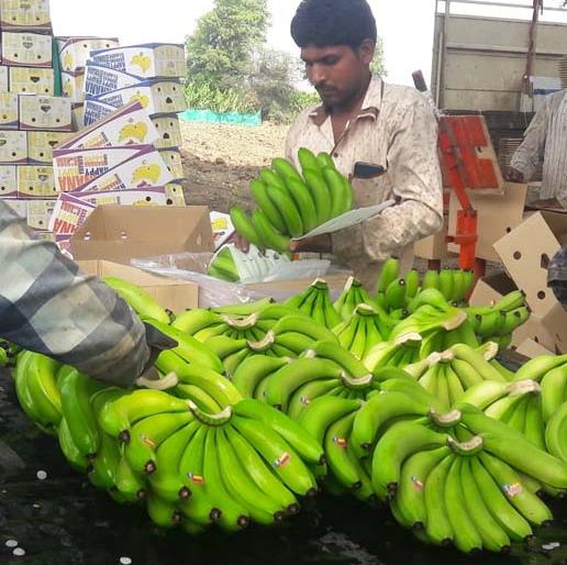 Due to the hard work of foreigners, bananas from Karmalya in Arab countries ...! | परप्रांतीयांच्या कष्टामुळेच करमाळ्यातील केळी अरब देशात...!