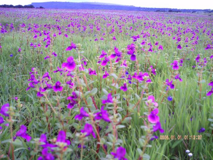 Above and above the flower carpet | वरुन आभाळमाया अन् खाली फुलांचे गालिचे Above and above the flower carpet | वरुन आभाळमाया अन् खाली फुलांचे गालिचे