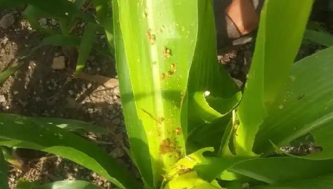 Military worms harass farmers | लष्करी अळीने शेतकरी हैराण