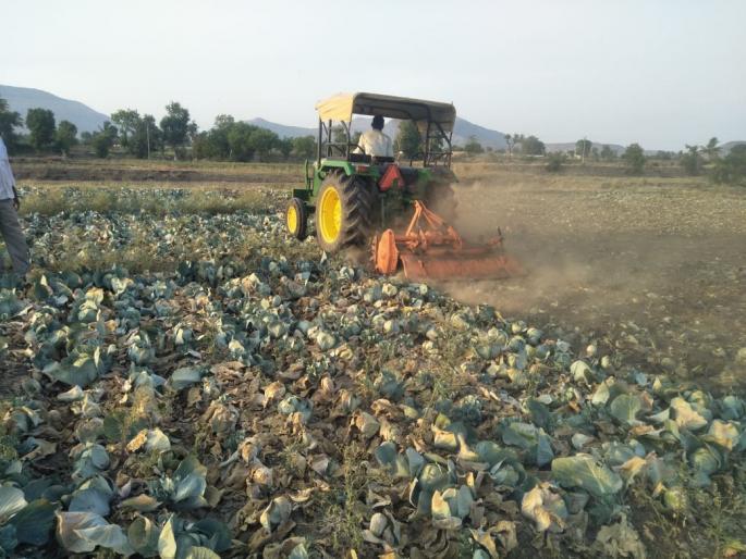 Rotavator rotated on cabbage | कोबीवर फिरविला रोटाव्हेटर