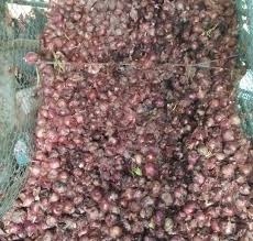 Thousands of tons of summer onion chawl fall | हजारो टन उन्हाळी कांदा चाळीत पडून Thousands of tons of summer onion chawl fall | हजारो टन उन्हाळी कांदा चाळीत पडून