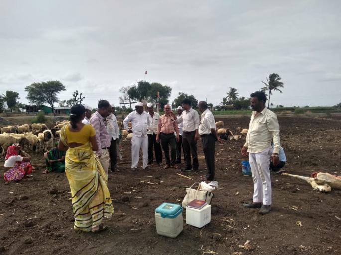  Treatment for poisoned rams | विषबाधा झालेल्या मेंढ्यांवर उपचार