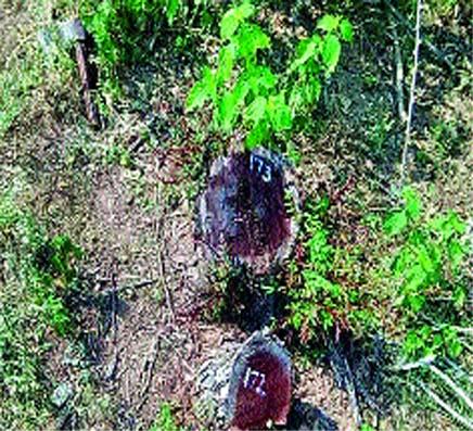 'Efficiency' of criminals than slaughter | कत्तलीपेक्षा गुन्हेगारांचीच ‘दक्षता’ 'Efficiency' of criminals than slaughter | कत्तलीपेक्षा गुन्हेगारांचीच ‘दक्षता’