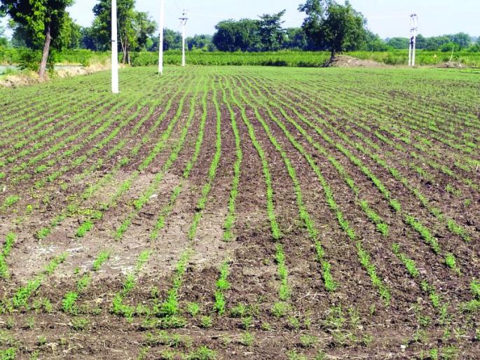 Farmers' inclination towards rabi wheat and gram crop | रब्बीत गहू आणि हरभरा  पिकाकडे शेतकऱ्यांचा कल Farmers' inclination towards rabi wheat and gram crop | रब्बीत गहू आणि हरभरा  पिकाकडे शेतकऱ्यांचा कल