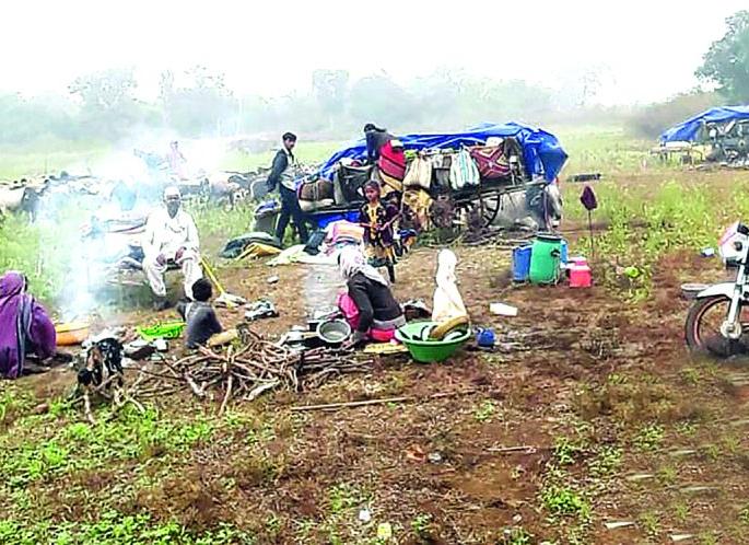 4,500 shepherds stranded in Buldana district! | बुलडाणा जिल्ह्यात अडकलेल्या ४,५०० मेंढपाळांची परवड!