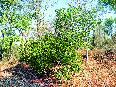 Farmers hail from cashew production due to drop in production | काजू उत्पादन घटल्याने शेतकरी हवालदिल Farmers hail from cashew production due to drop in production | काजू उत्पादन घटल्याने शेतकरी हवालदिल