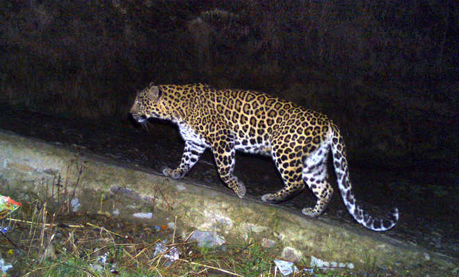  Four goats are fattened from the leopard | वटारला बिबट्याकडून चार शेळ्या फस्त