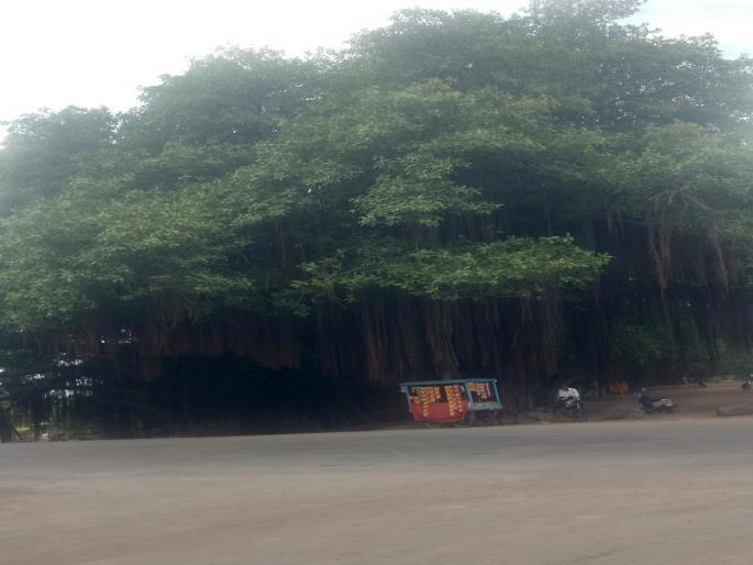 Hundreds of trees near the river Pravara crossed! | प्रवरा कालव्याजवळच्या वटवृक्षांची शंभरी पार! Hundreds of trees near the river Pravara crossed! | प्रवरा कालव्याजवळच्या वटवृक्षांची शंभरी पार!