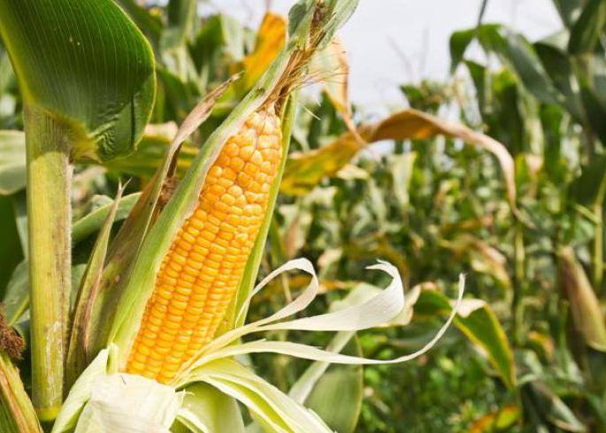 Start a government shopping center | शासकीय खरेदी केंद्र सुरू करा Start a government shopping center | शासकीय खरेदी केंद्र सुरू करा