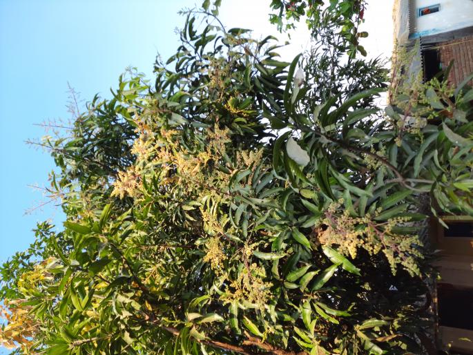 Danger to mango peel due to cloudy weather | ढगाळ वातावरणामुळे आंब्याच्या मोहराला धोका Danger to mango peel due to cloudy weather | ढगाळ वातावरणामुळे आंब्याच्या मोहराला धोका