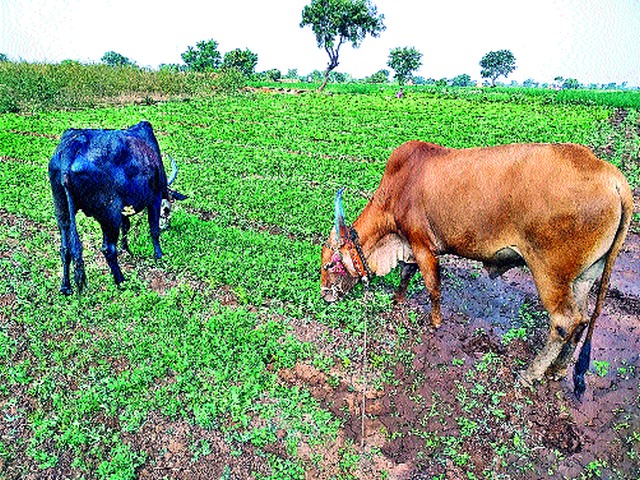 Animals left in fenugreek fields | मेथीच्या शेतात सोडली जनावरे Animals left in fenugreek fields | मेथीच्या शेतात सोडली जनावरे