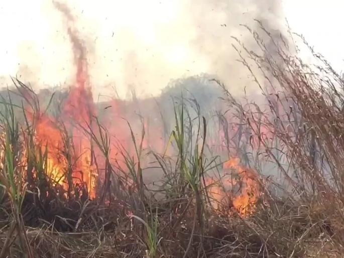 Three acres of sugarcane at Sakur, two lakhs damaged | साकुर येथे तीन एकर ऊस खाक, दोन लाखांचे नुकसान Three acres of sugarcane at Sakur, two lakhs damaged | साकुर येथे तीन एकर ऊस खाक, दोन लाखांचे नुकसान