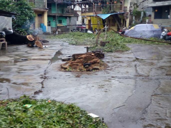 Municipal Corporation will take action against illegal loggers | अवैध वृक्षतोड करणाऱ्यांवर पालिका कारवाई करणार Municipal Corporation will take action against illegal loggers | अवैध वृक्षतोड करणाऱ्यांवर पालिका कारवाई करणार