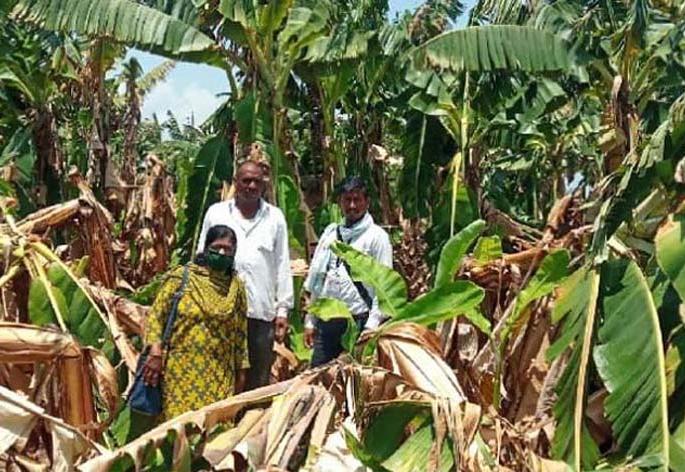 Estimated loss of 350 hectare banana orchards | ३५० हेक्टर केळी बागांच्या नुकसानीचा अंदाज Estimated loss of 350 hectare banana orchards | ३५० हेक्टर केळी बागांच्या नुकसानीचा अंदाज