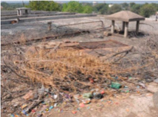 Mokat dogs and thorn trees in the vicinity of Jalkumbha | जलकुंभाच्या परिसरात मोकाट कुत्रे आणि काटेरी झाडे