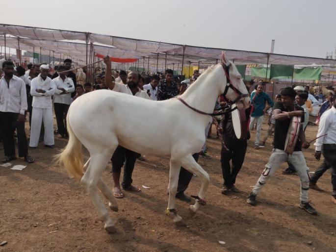 Horse market ahead of one crore within three days | घोडेबाजार तीन दिवसातच एक कोटीच्या पुढे Horse market ahead of one crore within three days | घोडेबाजार तीन दिवसातच एक कोटीच्या पुढे