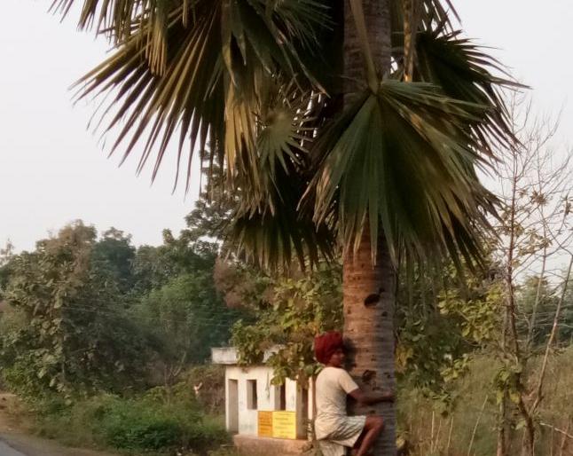 The choice of 'Nara' in Satpuda | सातपुड्यातील ‘निरा’ला पसंती The choice of 'Nara' in Satpuda | सातपुड्यातील ‘निरा’ला पसंती