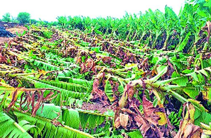 Chopda, loss of millions of crops in Bhadgaon taluka | चोपडा, भडगाव तालुक्यात पिकांचे कोट्यवधीचे नुकसान