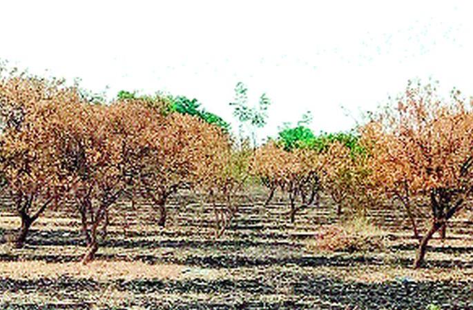 The water is not given to the coconut | मोसंबीला पाणी न देता दिले गावाला The water is not given to the coconut | मोसंबीला पाणी न देता दिले गावाला