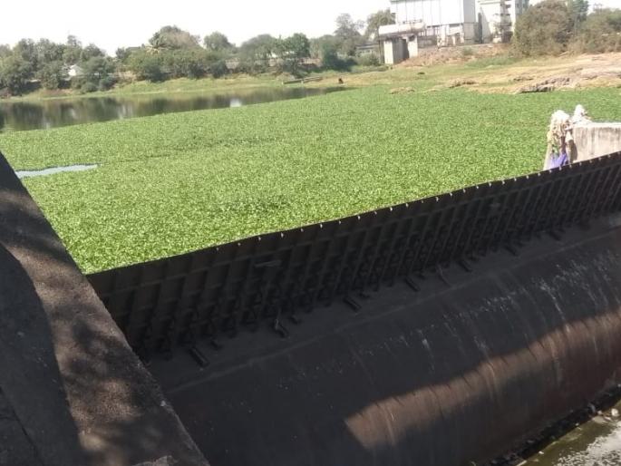 Siege of the watercourse to the mortgagee | बंधाऱ्याला पाणवेलींचा वेढा