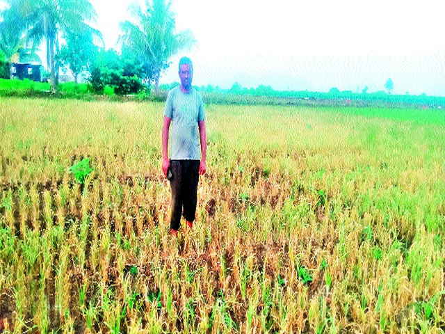 Disease the onion | कांद्याला रोगांचा विळखा Disease the onion | कांद्याला रोगांचा विळखा