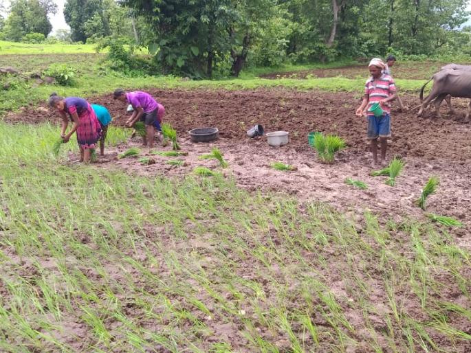 Exercise to keep the rice seedlings alive by bringing water to the head | डोक्यावर पाणी आणून भात रोपे जगविण्यासाठी कसरत