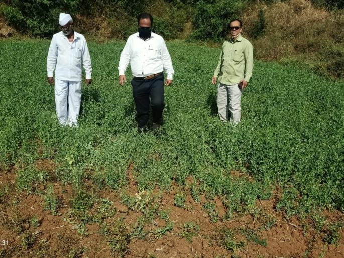 Signs of damage to orchards due to unseasonal rains | बेमोसमी पावसाने फळबागांचे नुकसान होण्याची चिन्हे Signs of damage to orchards due to unseasonal rains | बेमोसमी पावसाने फळबागांचे नुकसान होण्याची चिन्हे