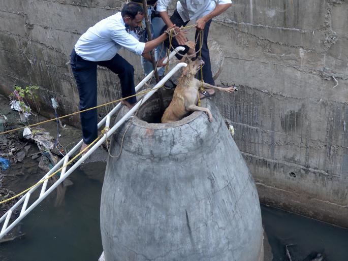 After 3 hours Shawan's release from the chamber | ३२ तासांनंतर चेंबरमधून श्वानाची सुटका After 3 hours Shawan's release from the chamber | ३२ तासांनंतर चेंबरमधून श्वानाची सुटका