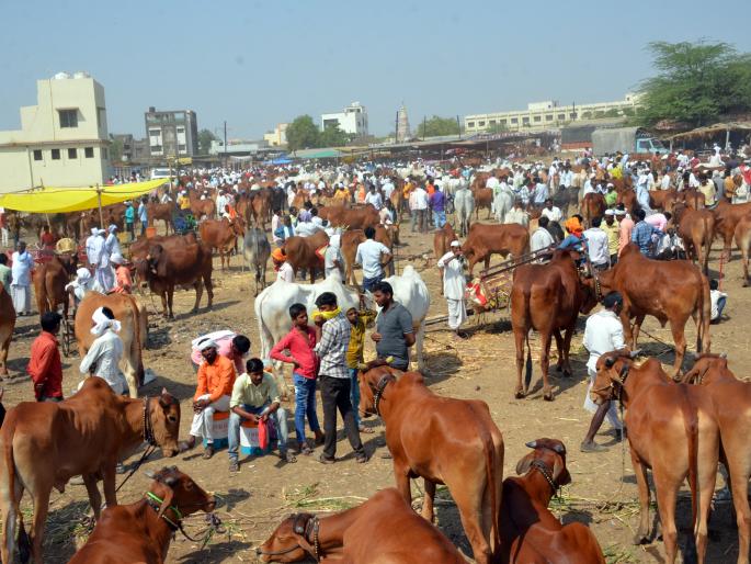 Parbhani: Kadaba reached four thousand | परभणी: कडबा शेकडा चार हजारांवर पोहचला Parbhani: Kadaba reached four thousand | परभणी: कडबा शेकडा चार हजारांवर पोहचला