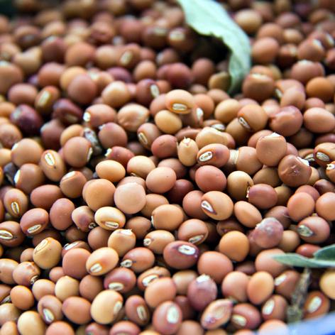 Great challenge before Parbhaniat Buying officers | परभणीत तूर खरेदीचे अधिकाऱ्यांसमोर मोठे आव्हान