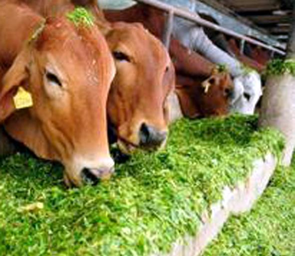 Parbhani: 1 lakh MT extra fodder is planned | परभणी : १ लाख मे.टन अतिरिक्त चाऱ्याचे केले नियोजन