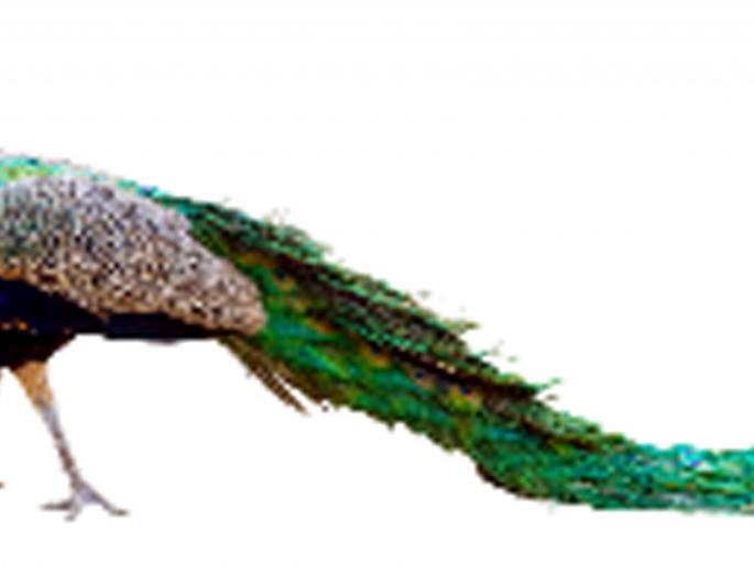 Parbhani: The dry creatures of wild animals are without scent | परभणी : कोरड्या पाणवठ्यांनी वन्य प्राणी सैरभैर Parbhani: The dry creatures of wild animals are without scent | परभणी : कोरड्या पाणवठ्यांनी वन्य प्राणी सैरभैर